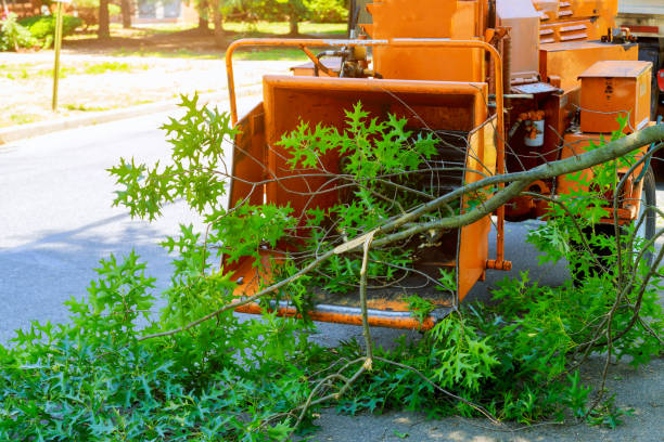 Best Leaf Removal  in USA